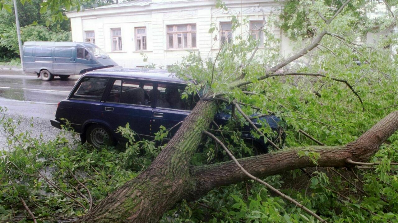 машина возле дерева (96) фото