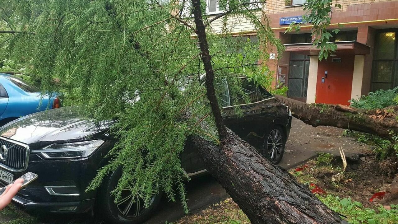 Как возместить ущерб от потопа и упавшего на машину дерева - АвтоВзгляд