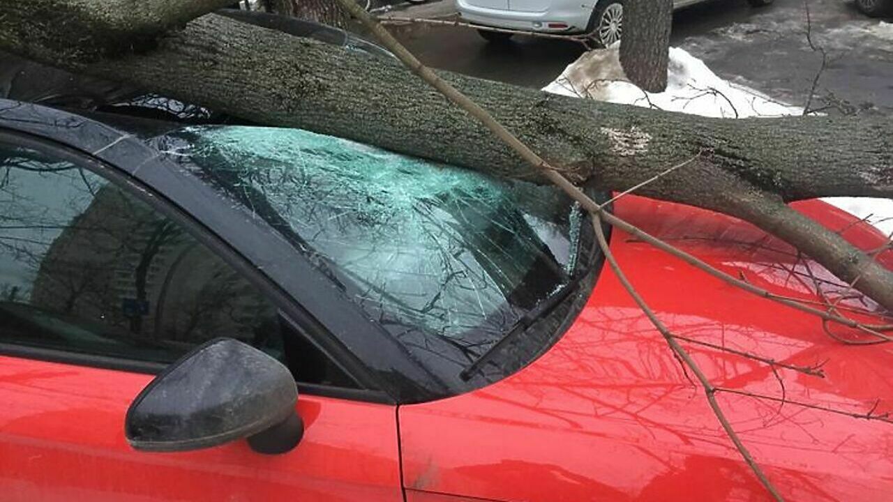 Деревья падают на автомобили не из-за снега, а по вине властей - АвтоВзгляд