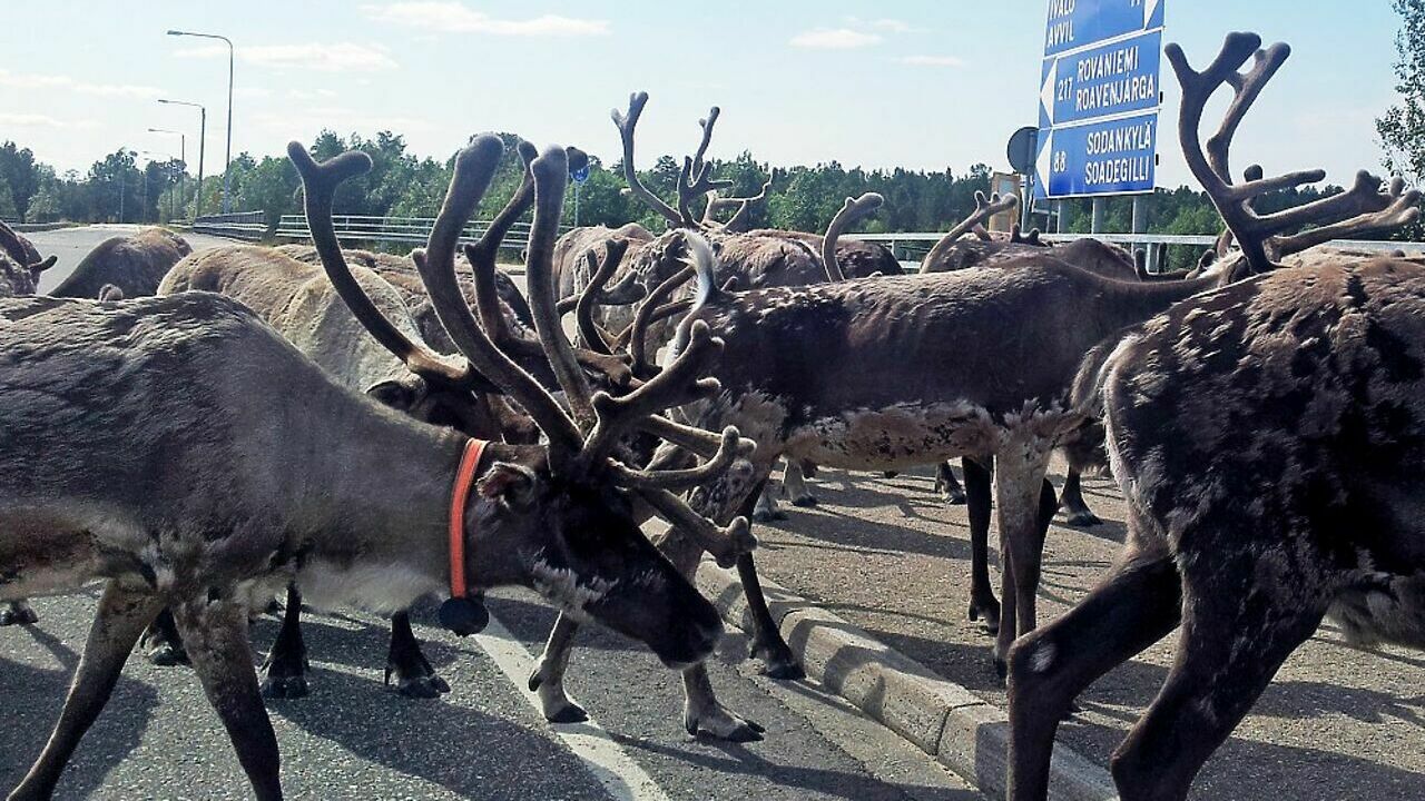 Как избежать встречи с оленем на дороге - АвтоВзгляд