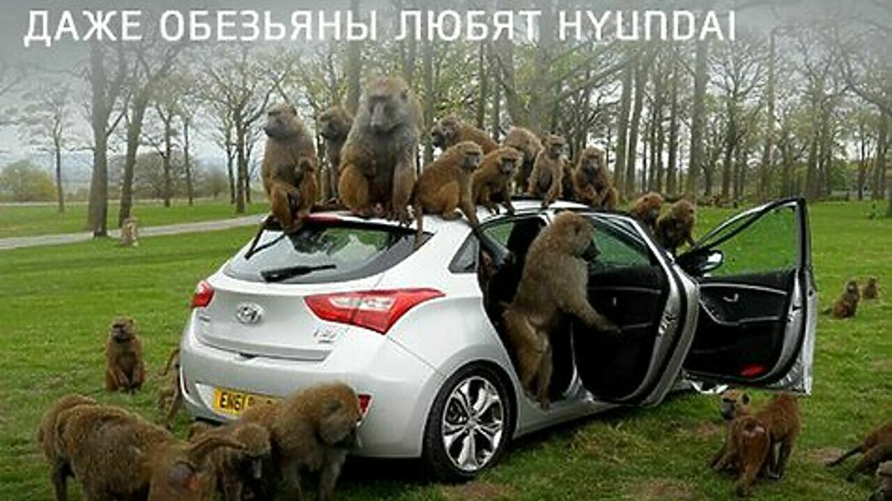 Hyundai» считает клиентов обезьянами?!! - АвтоВзгляд