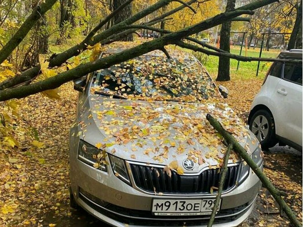 Столичные чиновники «решили» проблему падающих на автомобили деревьев  чудо-датчиками - АвтоВзгляд