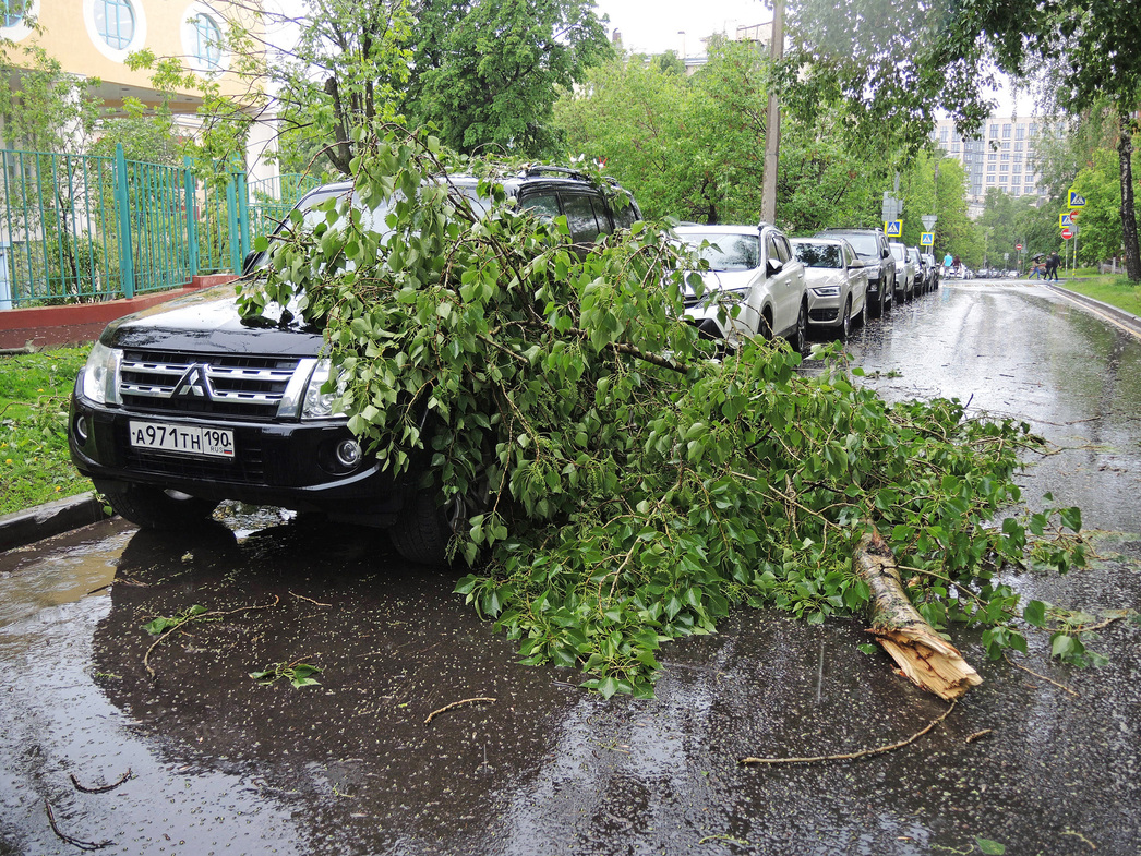 Деревья падают на автомобили не из-за снега, а по вине властей - АвтоВзгляд