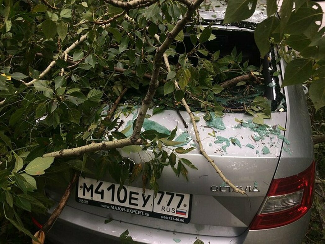 Деревья падают на автомобили не из-за снега, а по вине властей - АвтоВзгляд