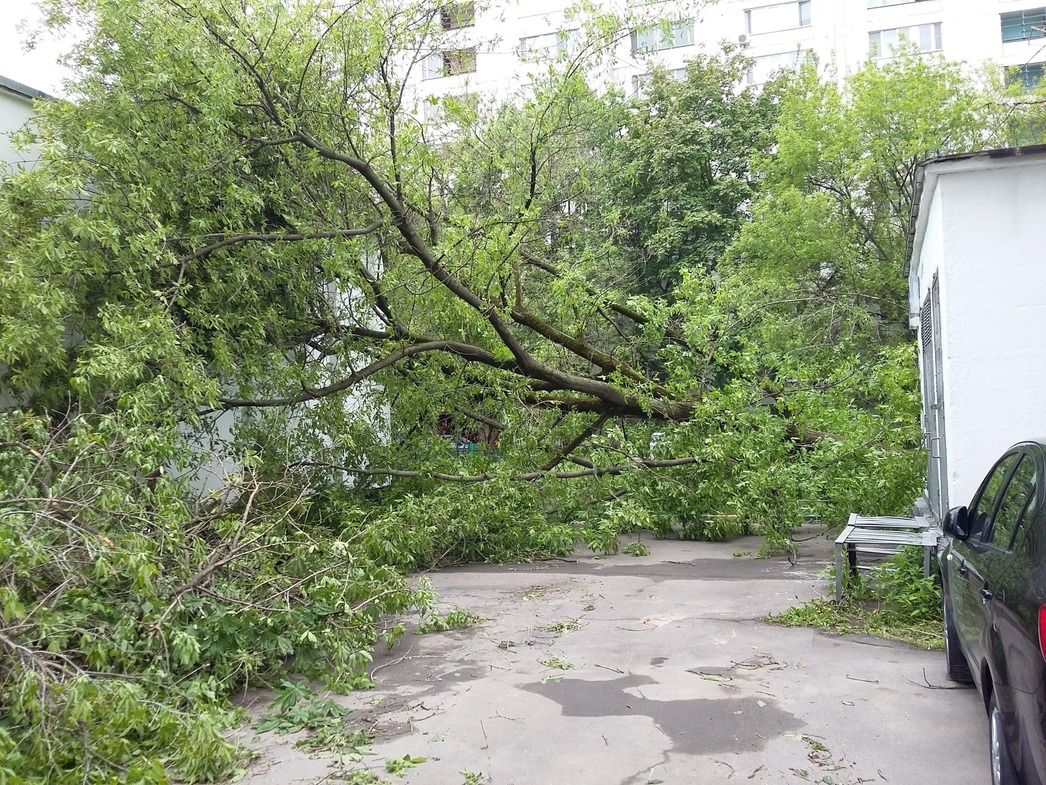 Что делать владельцу поврежденной или уничтоженной поваленным деревом машины  - АвтоВзгляд