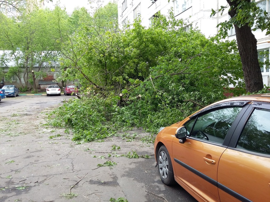 Что делать владельцу поврежденной или уничтоженной поваленным деревом машины  - АвтоВзгляд